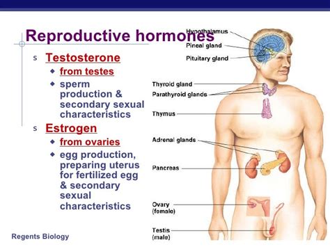 Hormones And Reproduction