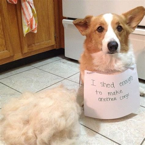 .of shedding your puppy does is an indication of how much shedding he will do as an adult. Corgi Shedding - Corgi Guide