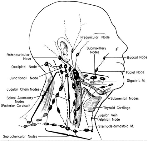 The Lymph Nodes In The Neck