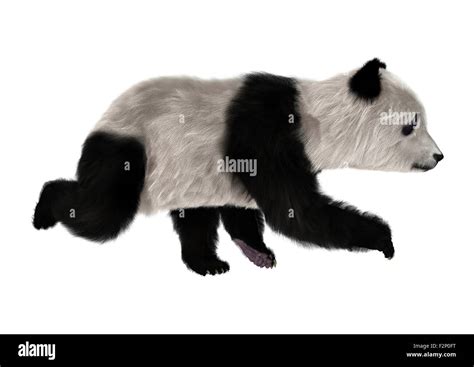 3d Digital Render Of A Panda Bear Cub Running Isolated On White