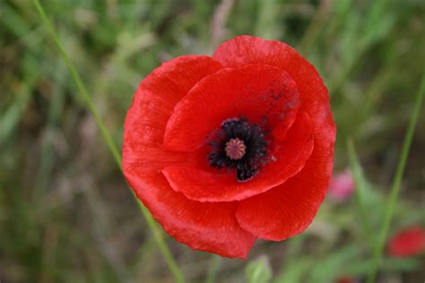 Poppies: The Symbol of Memorial Day - Garden Goddess Sense and ...