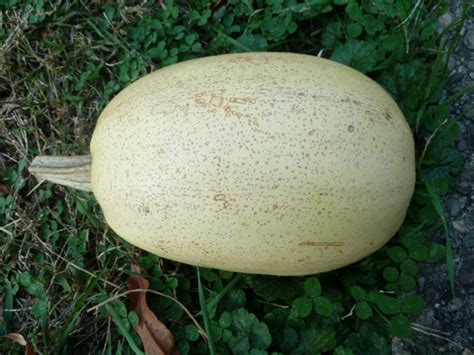 How To Tell When Spaghetti Squash Is Ripe