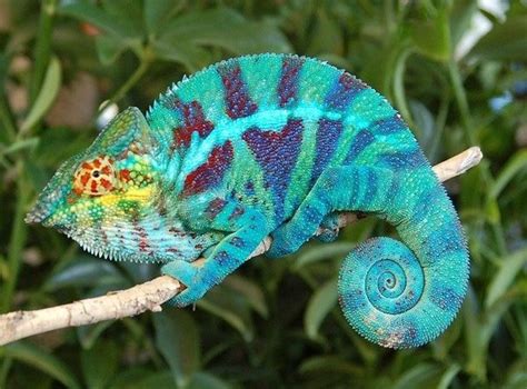 What habitat do chameleons live in? - Quora
