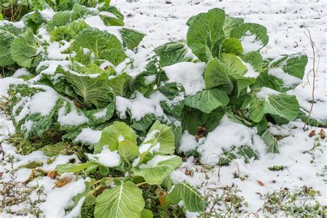 Growing Plants That Survive Winter Outside Mother Earth News
