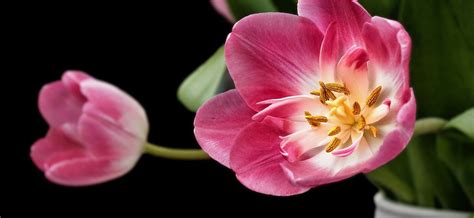 Tulipanes Rosas Descubre Su Significado Y Secretos