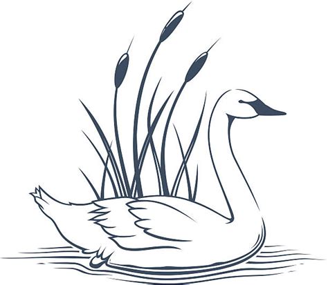 Trumpeter Swan Clipart Download Trumpeter Swan Clipart
