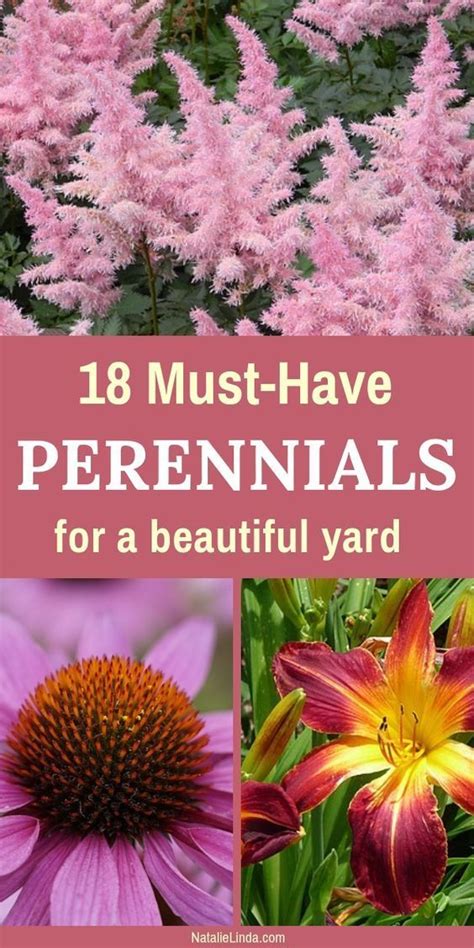 18 Low Maintenance Perennials Artofit