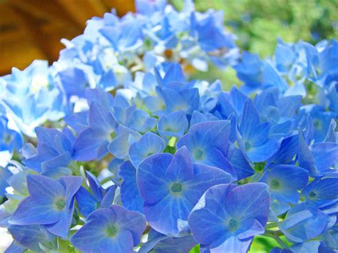 Blue Hydrangea Flowers Art Prints Summer Hydrangeas Baslee Photograph