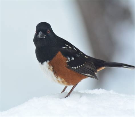 Top 28 Backyard Birds In Colorado Free Picture Id Printable Bird