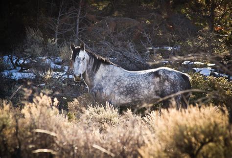 Old Silver Wild Horse Stallion Green Mountain Wyoming Photograph