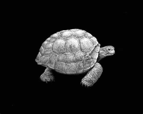 Tortoise Original Pen Ink Drawing Handmade Giclée Rare Print Etsy