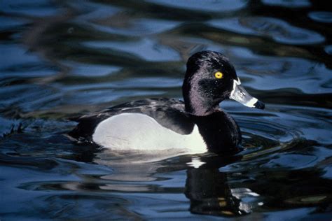Ring Necked Duck Dabbling Duck Waterfowl Diving Duck Britannica