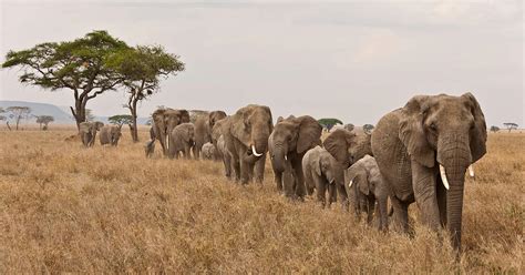 Amboseli-Kilimanjaro | WWF