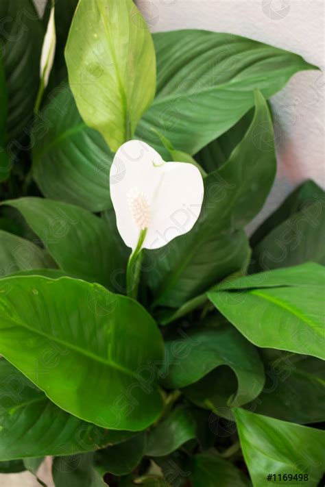 White Calla Lily Flower On Green Leaves Background Stock Photo