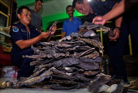 Black Market Manta Ray Bust In Indonesia