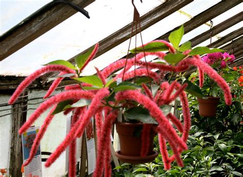 20 Cool Indoor Hanging Plants You Will Love To Grow The