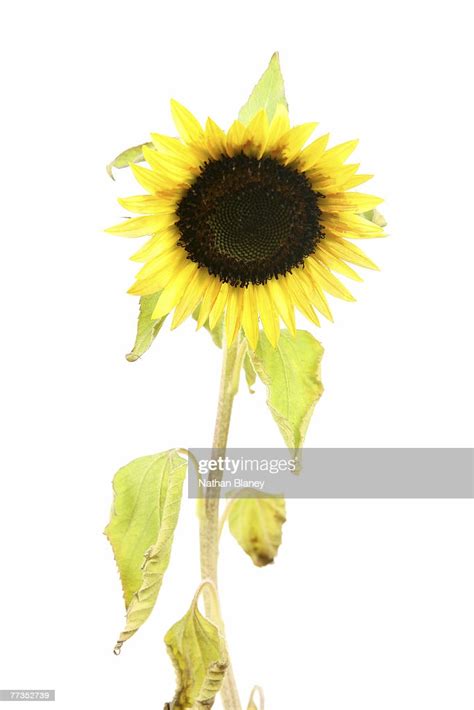 Made to be portable, take it. Unhealthy Plant High-Res Stock Photo - Getty Images