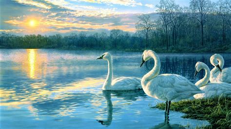 Swans At Lake Wallpapers Wallpaper Cave
