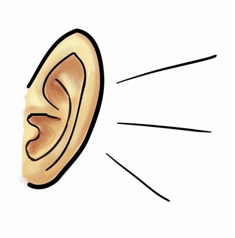 Collection Of Ear Clipart Free Download Best Ear Clipart On