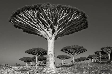 Standing Among The Worlds Oldest Trees Photos Abc News