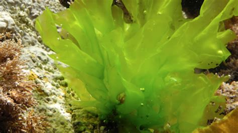 10 Different Types Of Edible Seaweed With Images