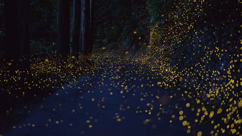 Long Exposure Fireflies At Night In Japan Tsuneaki Hiramatsu 10 Twistedsifter