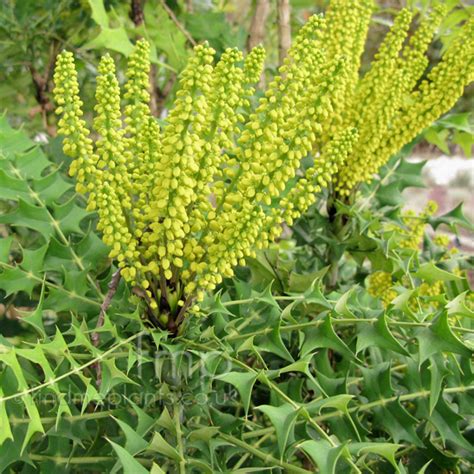A Big Photo Of Mahonia Lomariifolia Flower Close Up From Findmeplants
