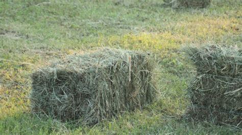 Differences Between Timothy Bermuda Grass And Alfalfa Hay