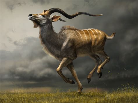 Below we have a selection of african animal horns and skulls, that have been obtain legally through government controlled practices. Animal Picture: KUDU