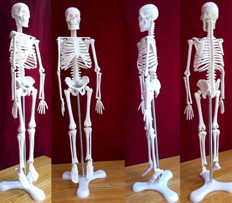 45cm Human Skeleton Medical Model Torso Anatomy Skeleton Dental