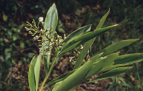 Alpinia Caerulea Australian Plants Society