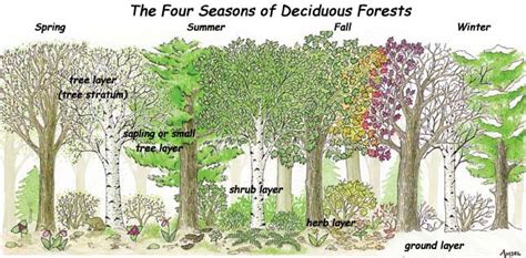 The Best Of Naturetemperate Deciduous Forests Home