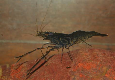 Long Armed Freshwater Prawn Macrobrachium Sp A Day Trip Flickr