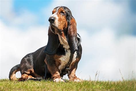 Beagle Basset Mix Everything You Need To Know