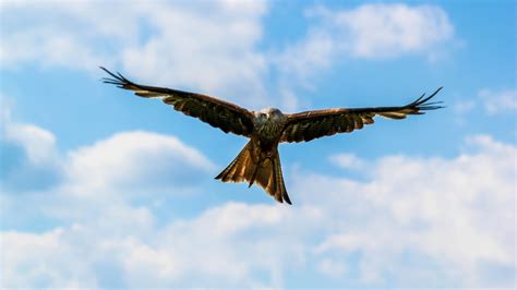 Wallpaper Peregrine Falcon Bird Sky 4k Animals 15001