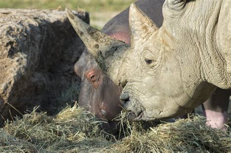 White Rhino And Hippo While Eating Together Stock Photo Image Of