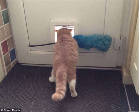 Cat Pictures Show Felines Caught In Series Of Hilarious Predicaments Daily Mail Online
