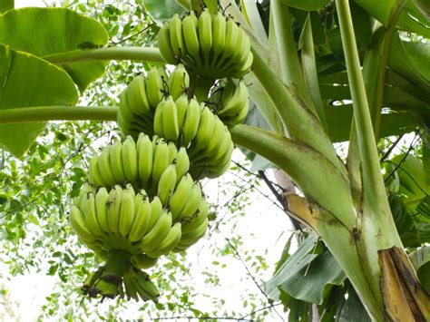 Jika dapur anda sangat dingin atau pengap, coba cari ruangan. 5 Langkah Praktis Cara Menanam Pisang