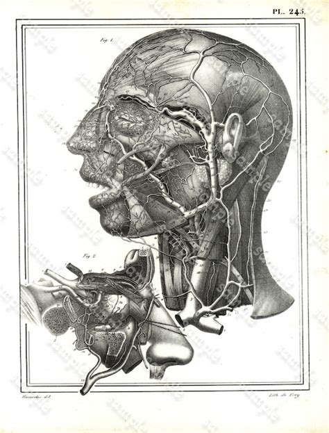 Prints Etchings And Engravings F Head Nose Human Anatomy Antique Original