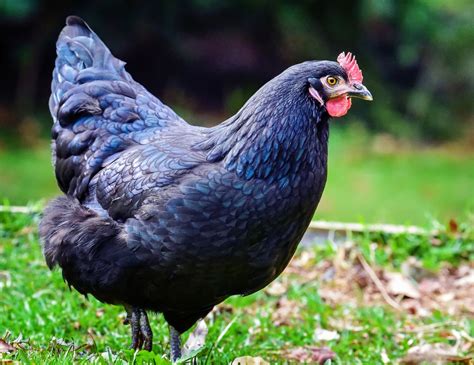 Rhode Island Blue Chickens 5 Things You Didnt Know