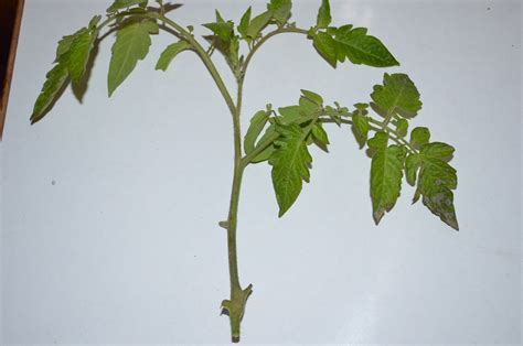 Free Tomato Plant From The Sucker Branch Cuttings