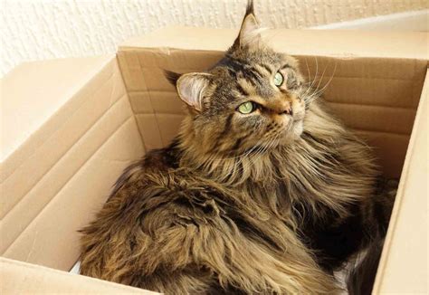 Maine coon cats are one of the most popular cat breeds in the us, and they have been adored for centuries. Top 5 Reasons Maine Coon Cats are Awesome - West Park ...