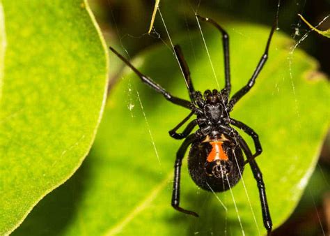 9 Common House Spiders In The United States Photos Differences 🪰 The