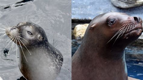 Sea lions have external ear flaps, their rear flippers can be rotated forward, and their front flippers are really strong, so they can walk on land. Sea Lion Vs Seal