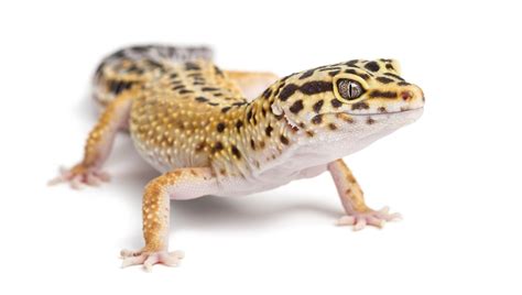 Guide To Keeping Leopard Geckos As Pets Leopard Gecko Gecko Leopard