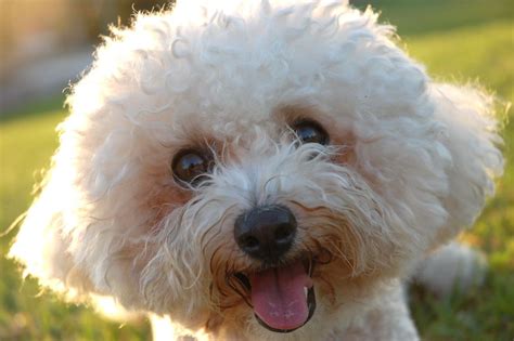 Bichon Frise Information Dog Breeds At Thepetowners