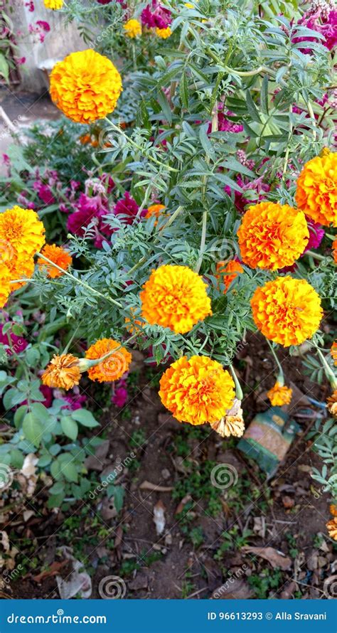 Marigold Flowers Stock Image Image Of Discovery Produced 96613293