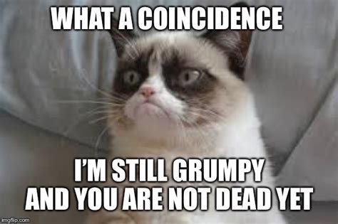 Grumpy Cat Is Still Grumpy Imgflip