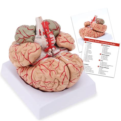 Buy Human Brain Model Life Size 8 Part Anatomically Accurate Model Of