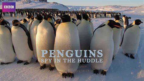 Is Documentary Penguins Spy In The Huddle 2013 Streaming On Netflix
